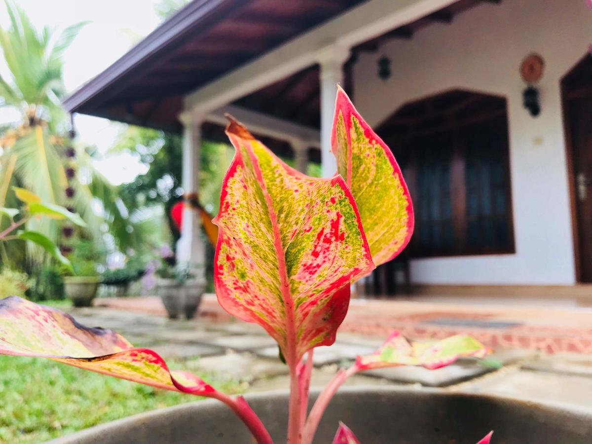 Kawshan Home Stay Диквела Екстериор снимка